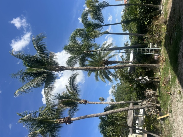 Palm tree maintenance service in Brandon FL